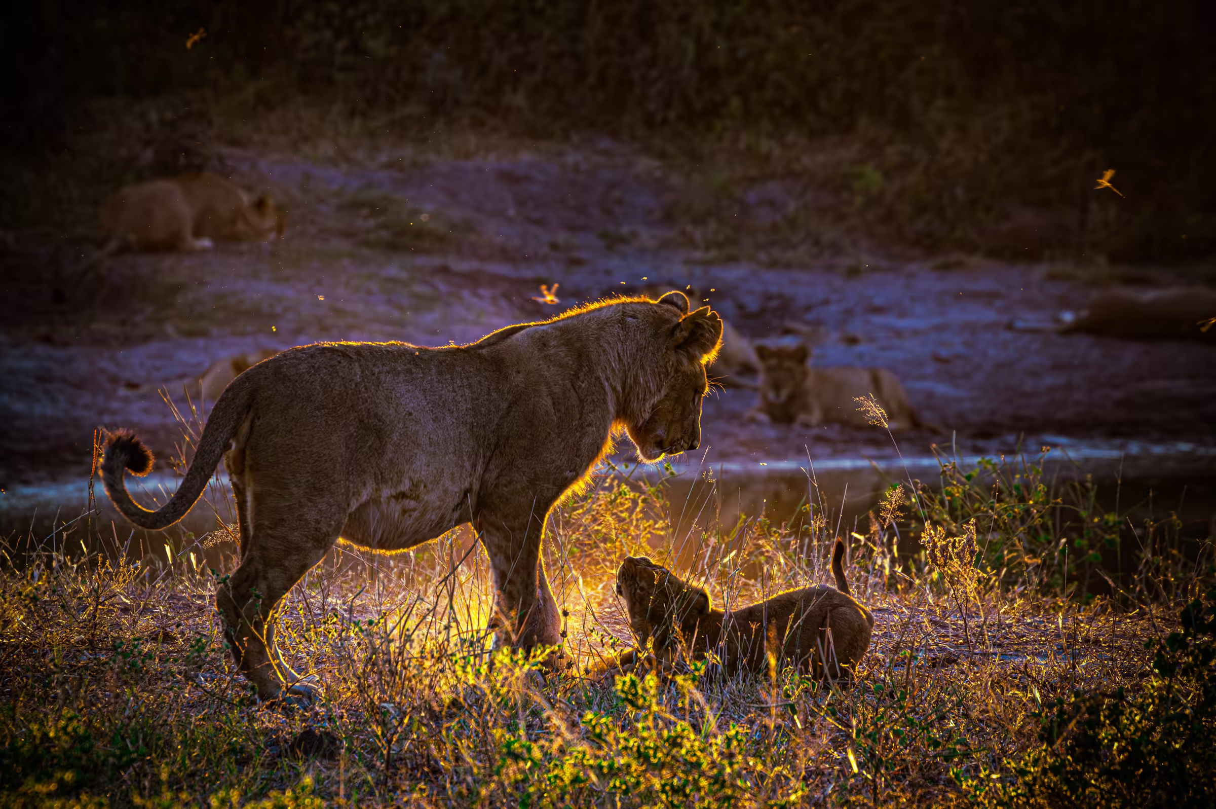 Wildlife photograph of a lion cub and juvenile lion playing in golden sunlight in Botswana. Two lions, a cub and a juvenile, are playing in golden sunlight.